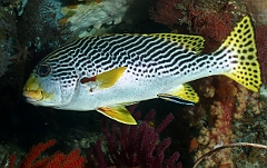 Raja Ampat 2016 - Plectorhinchus lineatus - Diagonal banded sweetlips - Gaterin a lignes - IMG_4952_rc